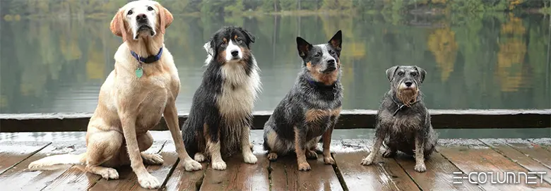 Köpekler hakkında ilginç bilgiler