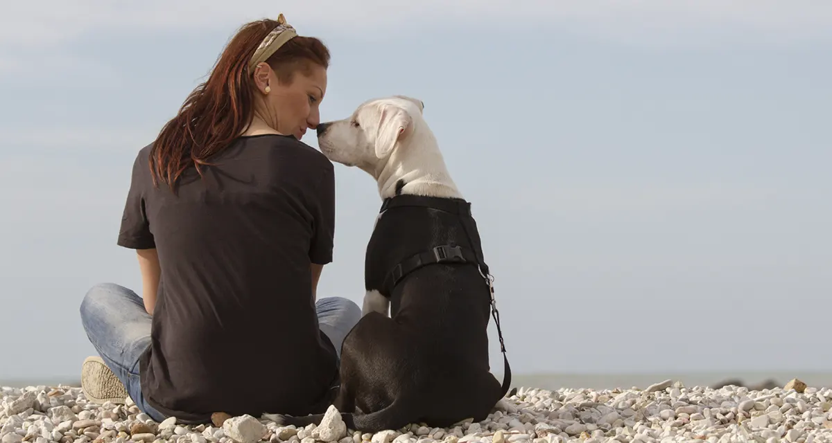 Köpekler Hakkında İlginç Bilgiler